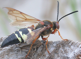 Eastern Cicada-killer